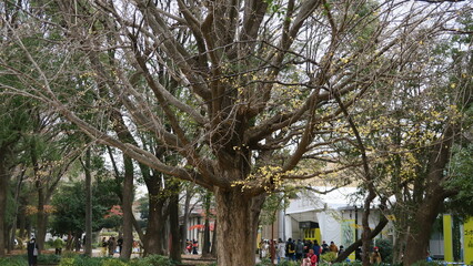 First time at Japan.