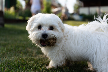 Beautiful and cute white Maltese dog on the lawn. In the teeth of a toy - bump. Playing with a dog