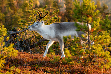 Young domestic reindeer walking in warm golden light during morning sunrise at Ruka, Northern Finland, Europe