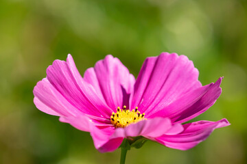 Single pink flower of the Cosmos bipinnatus, garden cosmos on green background