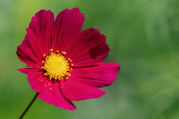 Single red flower of the Cosmos bipinnatus, garden cosmos on green background - 535420866