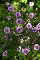 Beautiful purple cornflower flowers. Cornflower blooming in the garden in the sunlight
