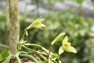 planta y flor de vainilla planifolia, es una orquídea que da un fruto de exquisito aroma y sabor...