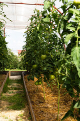 A row of planted tomato bushes grows in a greenhouse. harvest tomatoes. Green tomatoes are blooming