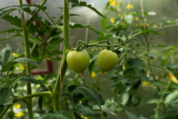 Green tomatoes grow on a branch. Harvest a tomato in the sun