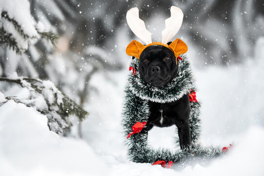 staffordshire bull terrier dog posing for Christmas in the snow