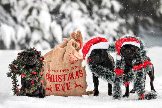 three dogs in Santa hats posing in the snow together for Christmas