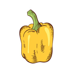 Yellow sweet pepper, drawing in color by hand with hatching