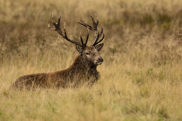 Naklejka na ściany i meble Close up of a red deer stag sitting , resting after the rut