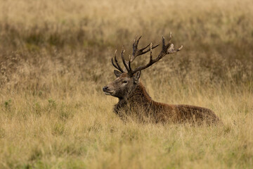 Close up of a red deer stag sitting , resting after the rut