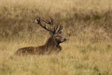 Close up of a red deer stag sitting , resting after the rut