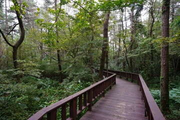 boardwalk through dense forest