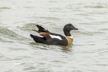 Australian Shelduck  in South Australia
