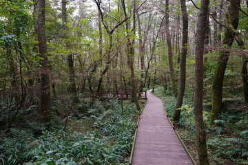 Fototapeta premium boardwalk through dense forest