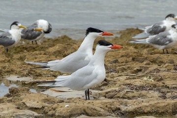 Caspian Tern in South Australia