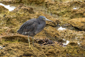 Eastern Reef Heron in South Australia