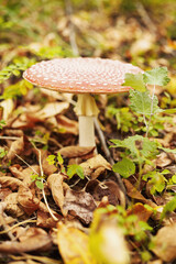 Amanita mushroom close-up in autumn forest