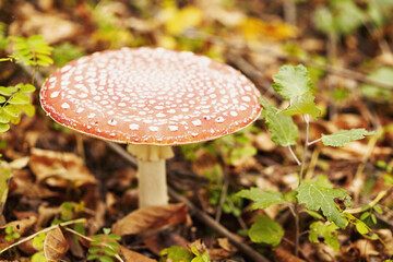 Amanita mushroom close-up in autumn forest