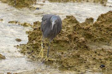 Eastern Reef Heron in South Australia