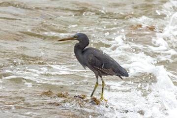 Eastern Reef Heron in South Australia