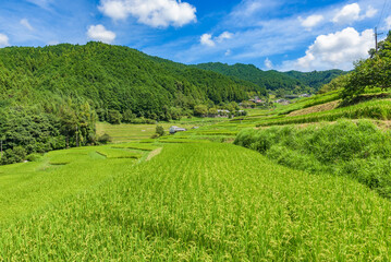 Rice terraces landscape in Asuka-mura Village, Nara Prefecture, Japan