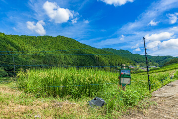 Fototapeta na wymiar Rice terraces landscape in Asuka-mura Village, Nara Prefecture, Japan