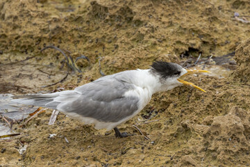 Great Crested Tern in South Australia