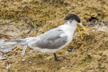 Great Crested Tern in South Australia