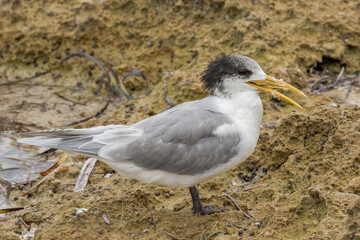 Great Crested Tern in South Australia