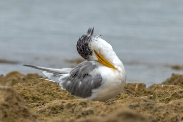 Great Crested Tern in South Australia