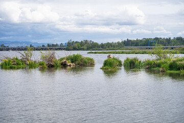 Union Bay Natural Area