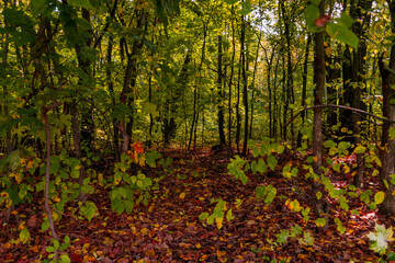 Walking through the autumn forest in Samarskaya Luka National Park!