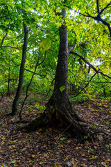 Walking through the autumn forest in Samarskaya Luka National Park!