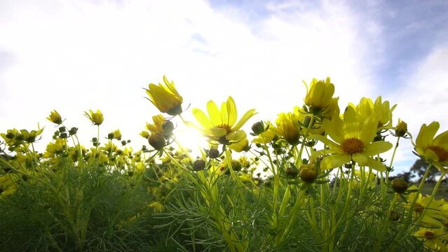 Yellow wildflowers against the sky wobble in the wind. Bottom view. hd