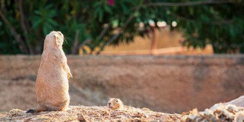 Black-tailed prairie dogs. Wildlife animals. Funny animals