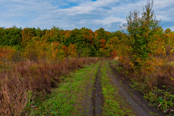 Walking through the autumn forest in Samarskaya Luka National Park!