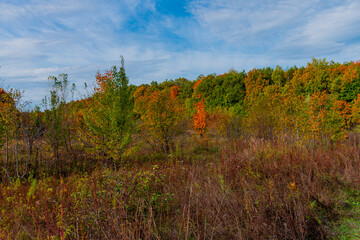 Fototapeta premium Walking through the autumn forest in Samarskaya Luka National Park!