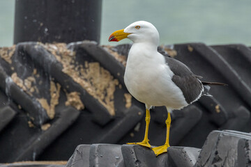 Pacific Gull in South Australia