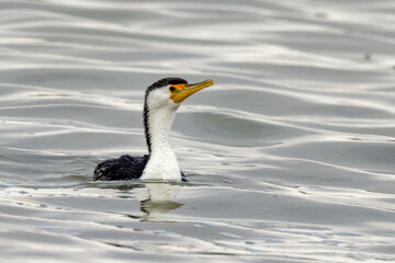 Pied Cormorant in South Australia