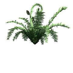Boston Fern - Front View © Elathi