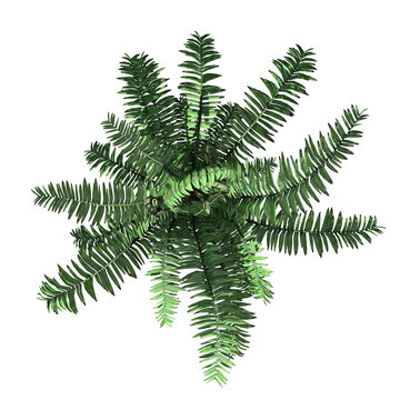 Boston Fern - Top View