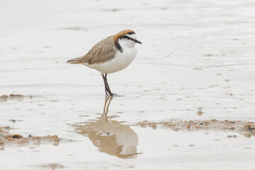Red-capped Plover in South Australia