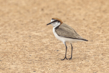 Red-capped Plover in South Australia