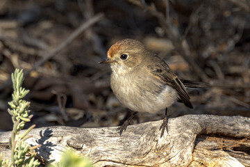 Red-capped Robin in South Australia