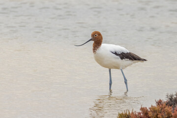 Red-necked Avocet in South Australia