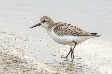 Red-necked Stint in South Australia