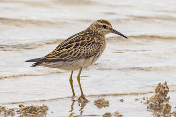 Sharp-tailed Sandpiper in South Australia