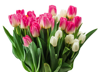 Bouquet of tulips isolated on white background with clipping path
