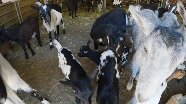 Cute goat animals and little baby goats on the farm.