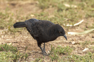 White-winged Chough in South Australia